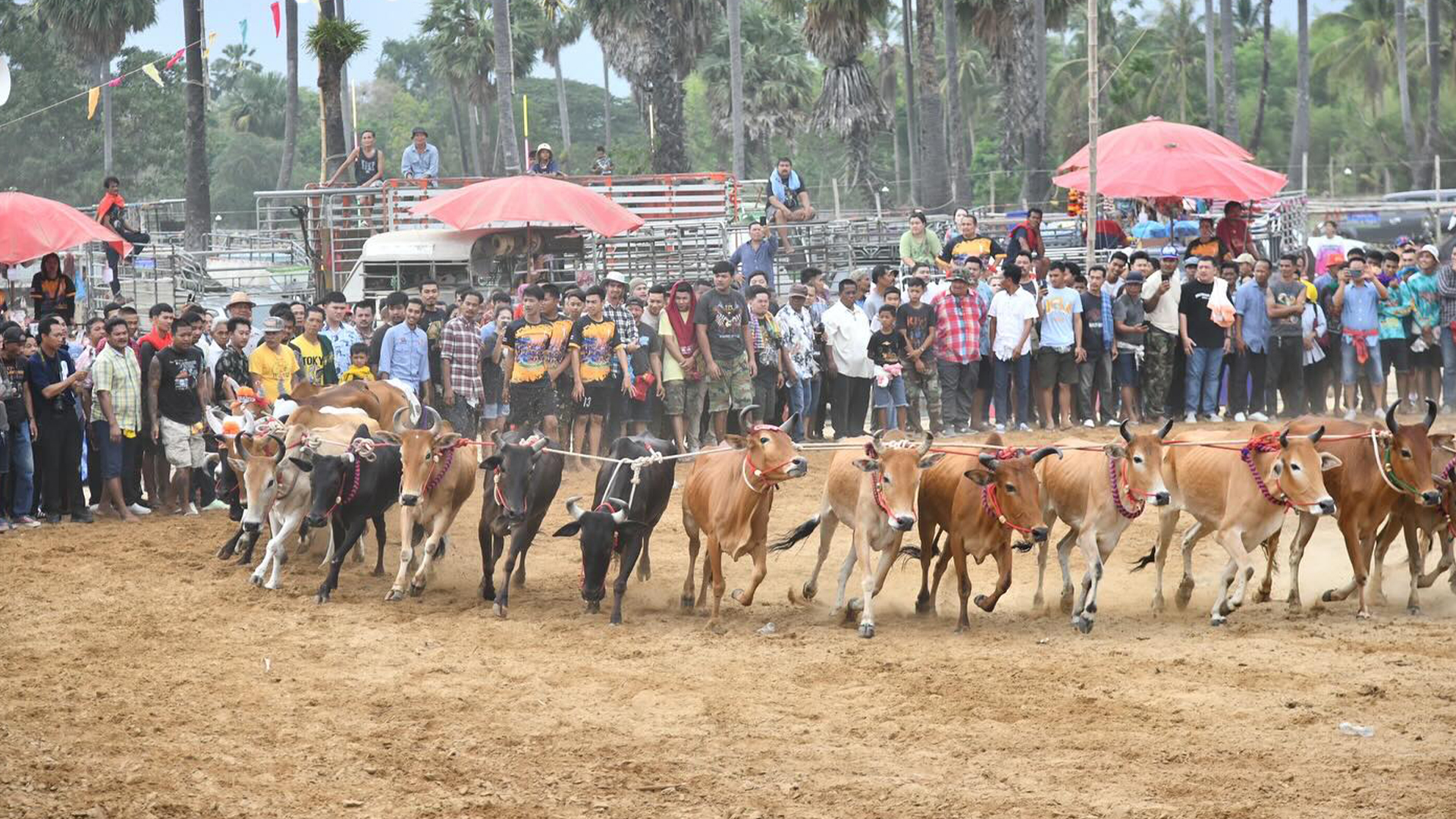 ประเพณีวิ่งวัวลาน